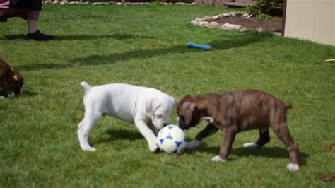 Male and female boxer puppies available. Boxer Puppies For Sale - YouTube