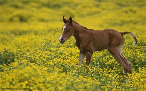50 Free Horses With Flowers Wallpaper