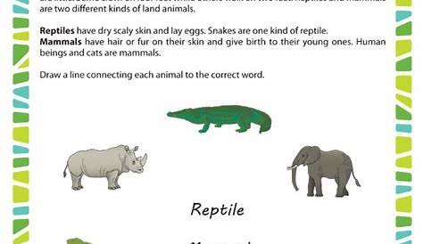 mammals worksheet for 2nd grade