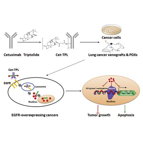 Cetuximab Triptolide Conjugate Suppresses The Growth Of Egfr