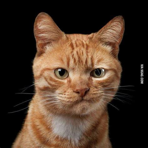 If Harrison Ford Was A Cat 9GAG