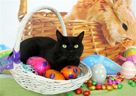 Easter Photos With Kitty Capalaba Cat Cottage
