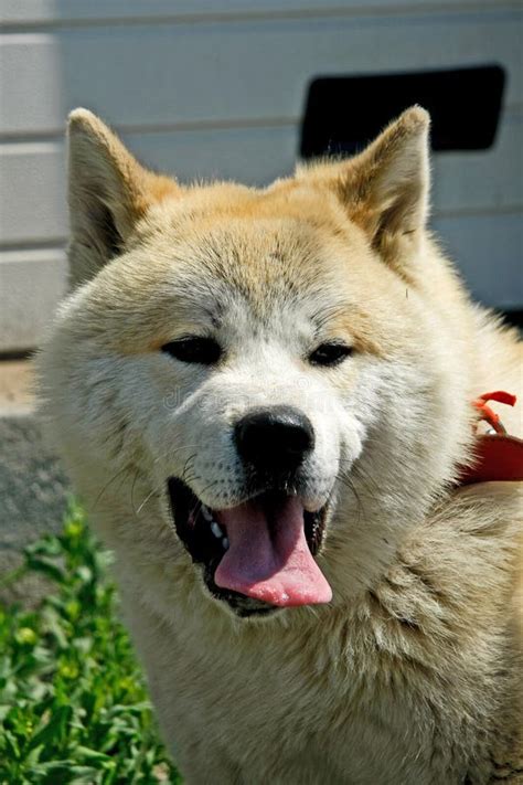 Portrait Of A Akita Inu Dog Stock Photo Image Of Speed Outside 28987478