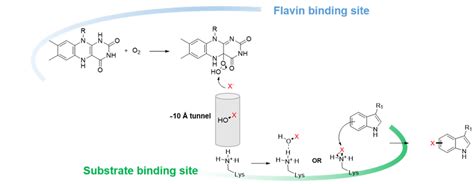 Reaction Mechanism Of Flavin Dependent Halogenases Reduced Flavin