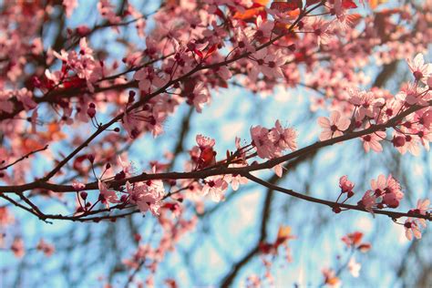 Pink Cherry Blossoms Wallpaper