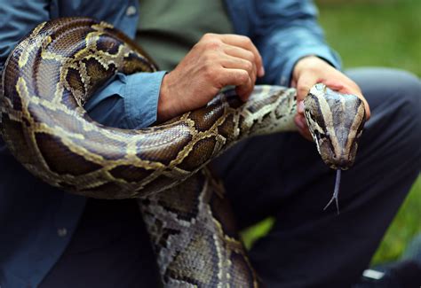 Scientists Are Spying On Pythons In The Everglades And Plotting New