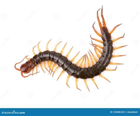 Centipede Isolated On White Background Stock Photo Image Of Arthropod
