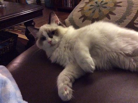 All our breeder cats have been tested negative for hcm. Vanillabelle Ragdoll Cats - Pet Adoption - Clark Mills, NY ...