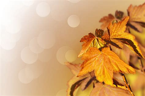 Background From Autumn Leaves Free Stock Photo Public Domain Pictures