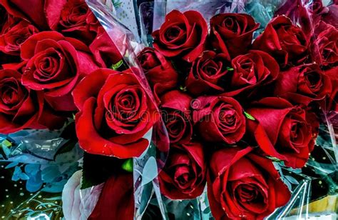 Red Rose Bouquets Featuring Red Rose In The Gradern Stock Image Image