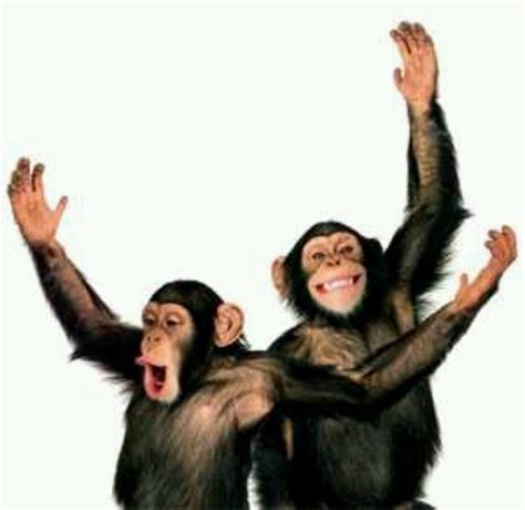 Dance monkey dance has been found in 24 phrases from 18 titles. Singing and dancing chimps | Monkeys funny, Funny chimp, Funny animals