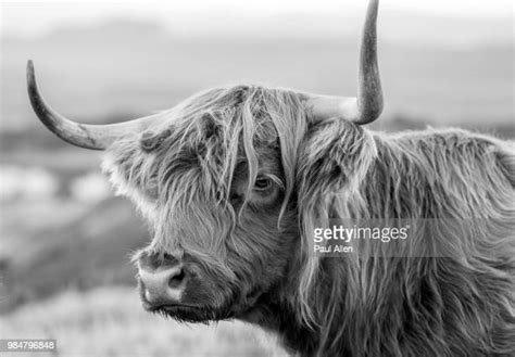 Highland Cow Black And White Photos And Premium High Res Pictures