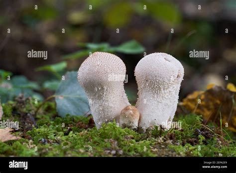 Edible Mushroom Lycoperdon Perlatum In The Birch Forest Known As