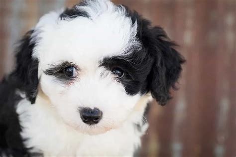 Sheepadoodle Temperament Personality Health And More