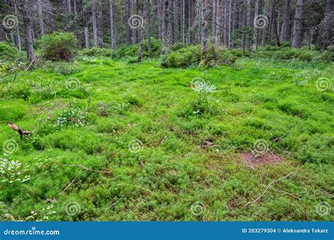 Field Of Common Haircap Moss Polytrichum Commune Polytrichaceae In