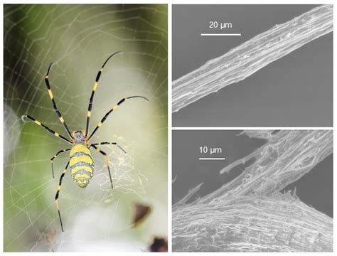 Spider Silk Made By Photosynthetic Bacteria Riken