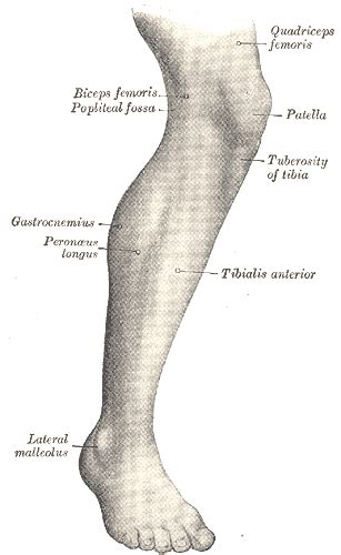 Human Leg Wikidoc
