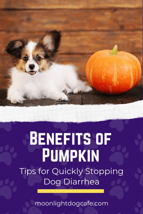 Benefits Of Pumpkin Tips For Quickly Stopping Dog Diarrhea