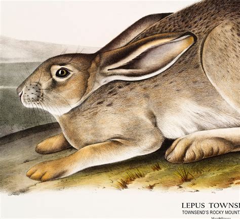 Hare Art Print Rabbit Print Vintage Bunny Vintage Animal Etsy