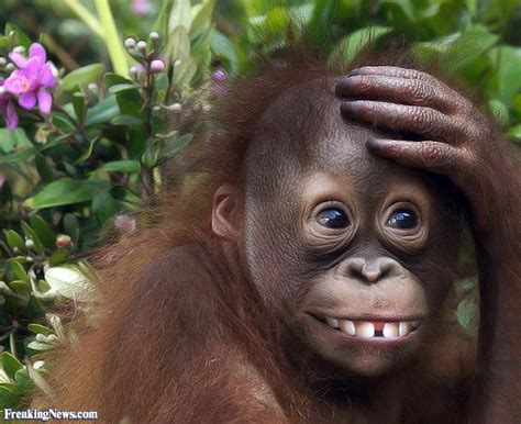 Monkeyshines Orangutan Monkey Wallpaper Baby Orangutan