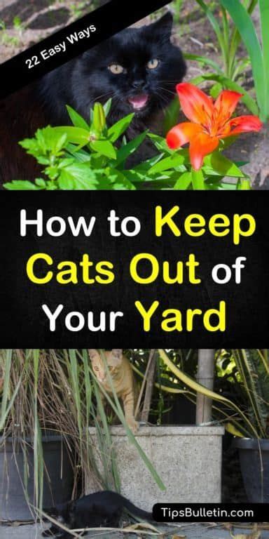 Plant those among your flowers. How to Keep Cats Out of Your Yard - 22 Easy Ways | Cat ...