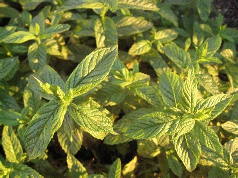 Mentha Piperita Citrata Orangenminze Bambuswald