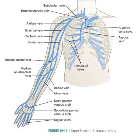 Veins And Their Branches Blood Vessel Pathways And Divisions