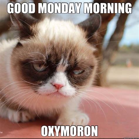 Good Monday Morning Cat Meme Cat Planet Cat Planet