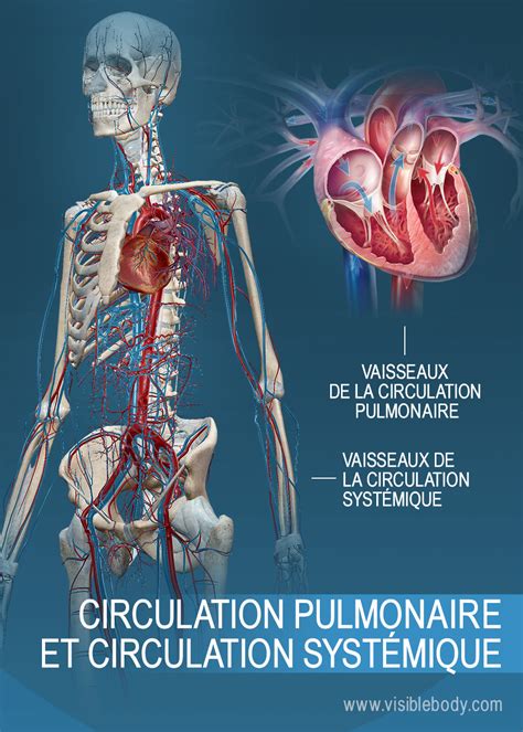 Anatomie Physiologie CŒur Poumons Circulation Musculation