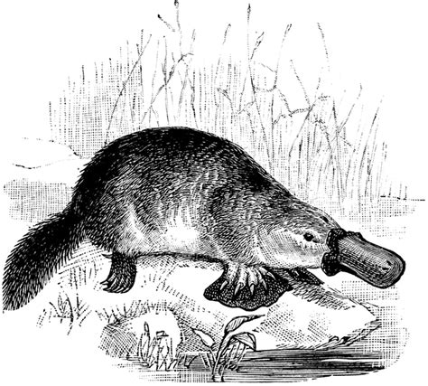 Platypus Clipart Etc
