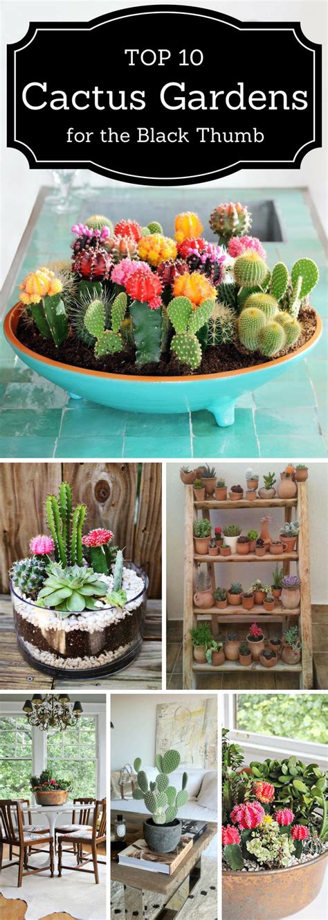 Top 10 Beautiful Cactus Gardens For The Black Thumb Indoor Cactus Cactus Garden Cacti And