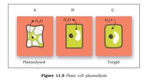 If concentrations of dissolved solutes are greater outside the cell, the turgidity is essential in plant cells to make them keep standing upright. Correct the statementsa. Cells shrink in hypotonic ...