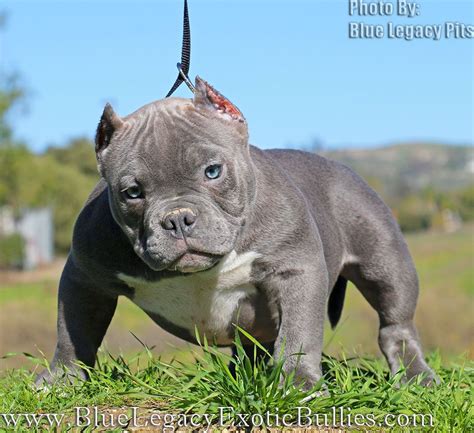 ▪the american bully is a recently formed companion dog breed. Exotic Bully American Bully Micro Size