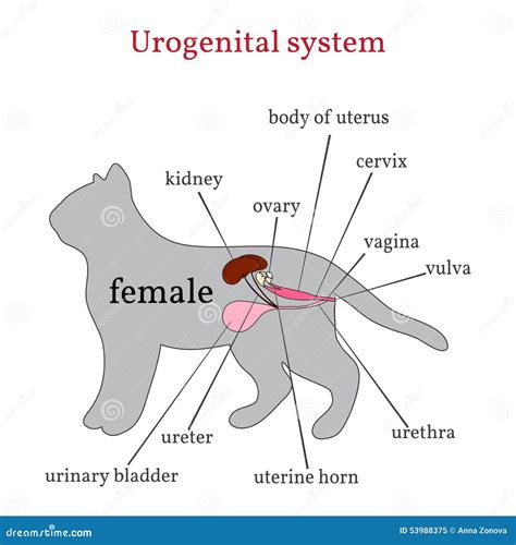 Female Cat Genitalia Diagram