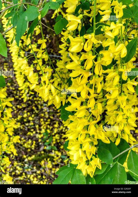 Yellow Laburnum Flowers Stock Photo Alamy