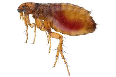 Fleas And Flea Control Pestxpert Nz