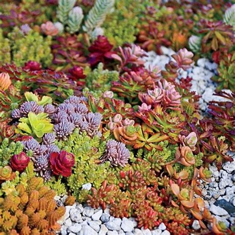 Hardy Succulent Sedum Collection Pack Of Six Evergreen Hardy Plants