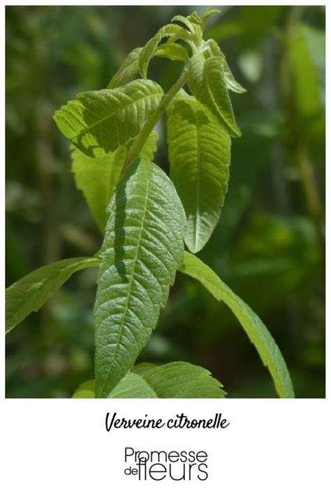 Officinale Ou Citronnelle La Verveine Appartient à La Famille Des