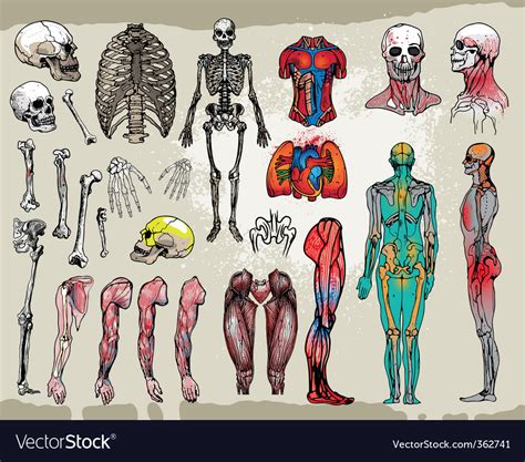 Human Anatomy Royalty Free Vector Image Vectorstock