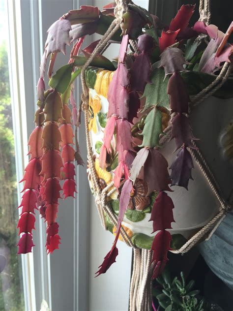 Christmas cacti bloom just in time for the holidays (hence their name), and they're pretty stunning too. Colorful Christmas cactus : gardening