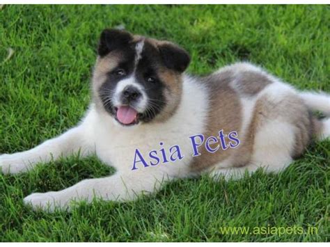 But in 1933 king george vi (then duke of windsor) gave the princess elizabeth a pembroke welsh corgi puppy, triggering an explosion in the breed's popularity, which continues to this day. Akita puppy for sale in Mumbai at best price