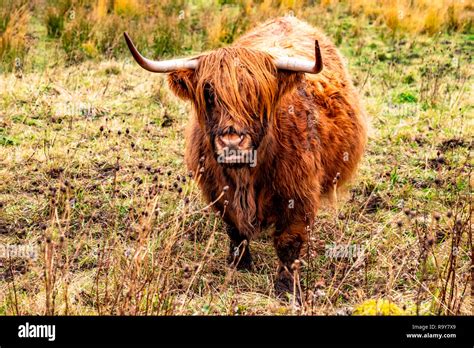 Highland Cattle Bo Ghaidhealach Heilan Coo A Scottish Cattle Breed