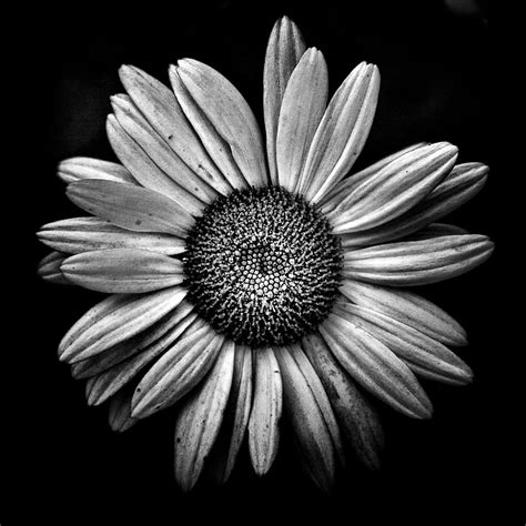 Floral Pictures Black And White Vinyet Grafik Tasarımı Vikipedi