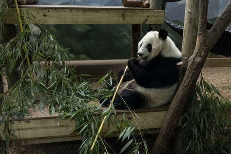 Panda Updates Monday September 18 Zoo Atlanta