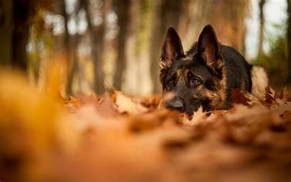 German Shepherd Wallpapers Dog