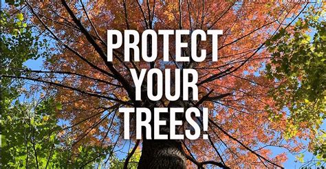 Protect Your Trees Bayfield Heritage Association
