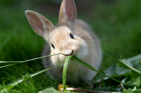 Vaccinating Rabbits Small Pet Health And Care Zooplus Magazine