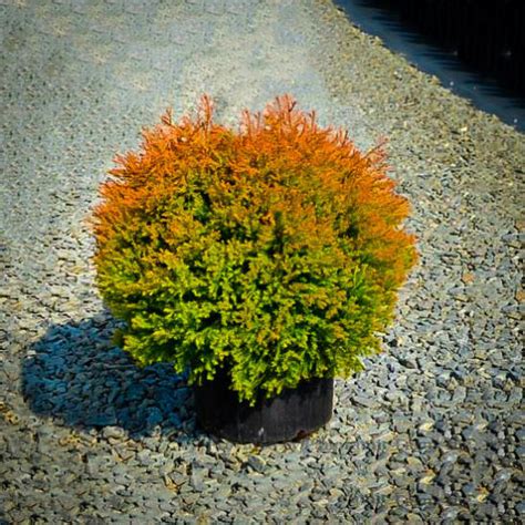 Fire Chief Arborvitae Trees For Sale Online The Tree Center