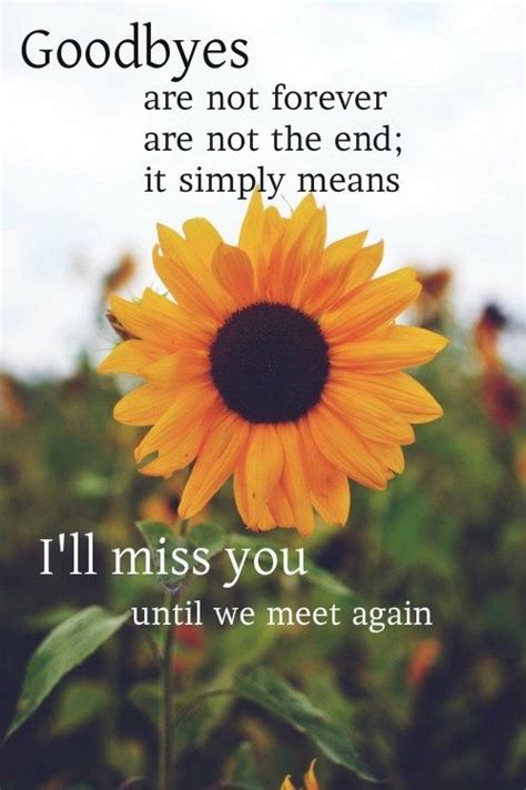 Sunflower Love Quotes – UploadMegaQuotes
