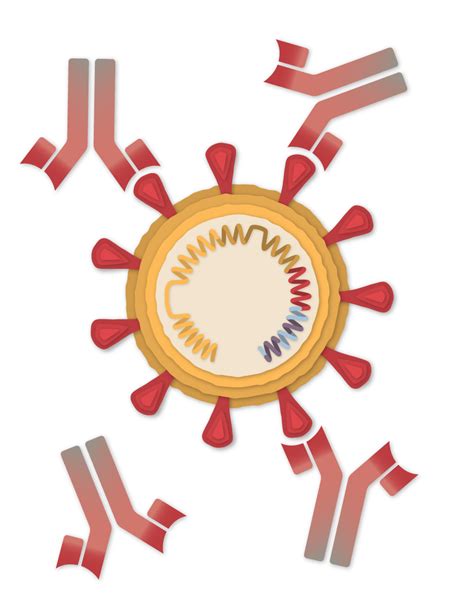 The vms review team is aware of these alternate names for the sinopharm vaccine. How the Sinopharm Covid-19 Vaccine Works - Web Wad